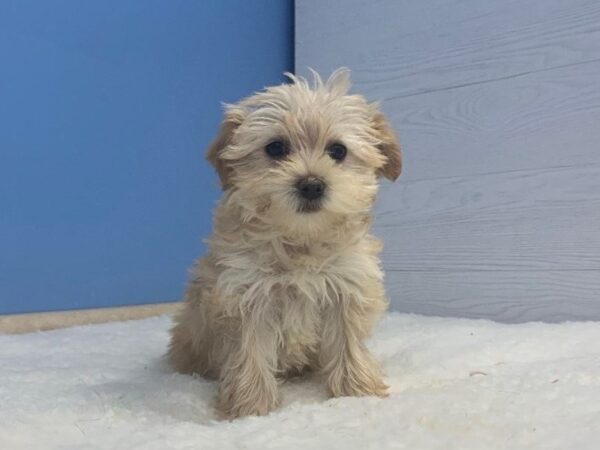 Yorkiepoo DOG Female Apricot 20641 Petland Batavia, Illinois