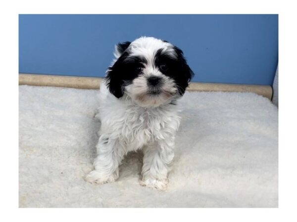 Shih Tzu DOG Female Black and White 20636 Petland Batavia, Illinois