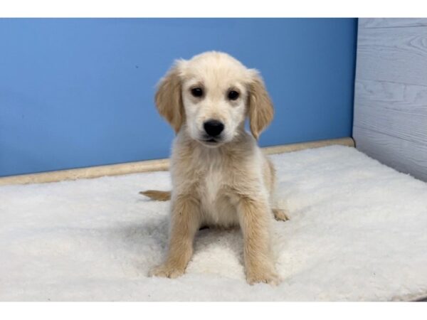 Golden Retriever DOG Male Golden 20634 Petland Batavia, Illinois