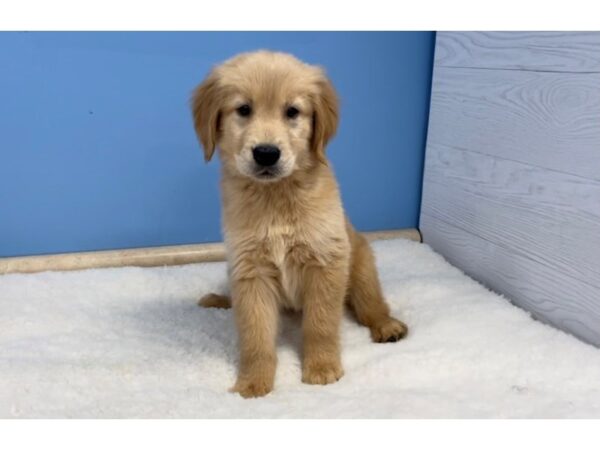Golden Retriever-DOG-Male-Golden-20635-Petland Batavia, Illinois
