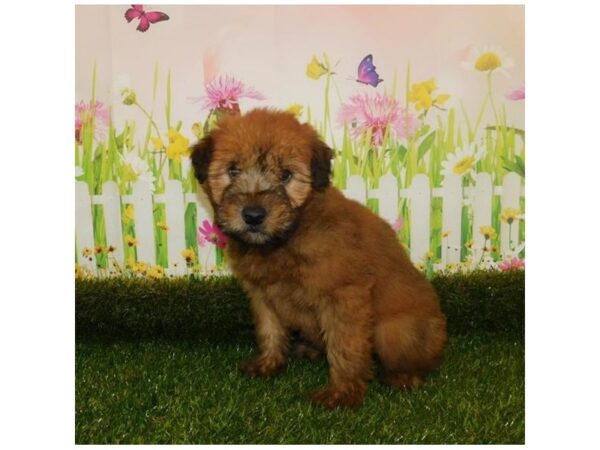Soft Coated Wheaten Terrier DOG Female Wheaten 20656 Petland Batavia, Illinois