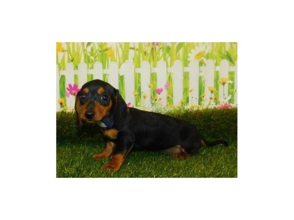 Dachshund-DOG-Female-Black / Tan-20921-Petland Batavia, Illinois