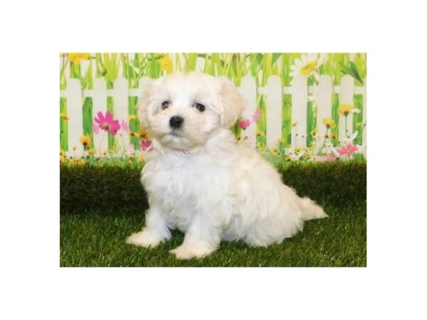 Mal Shi-DOG-Male-Cream-20929-Petland Batavia, Illinois