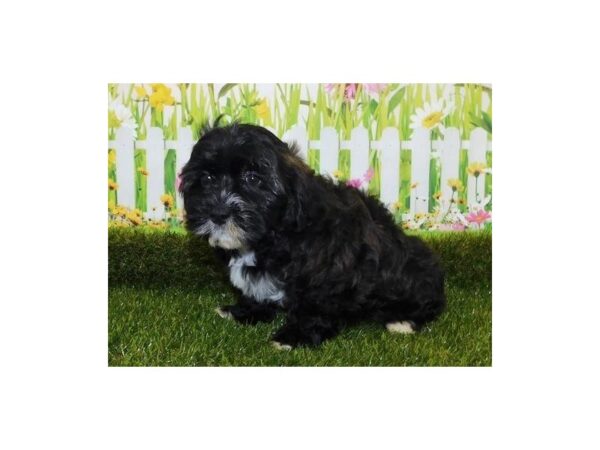 Shih Poo DOG Male Brindle 20928 Petland Batavia, Illinois