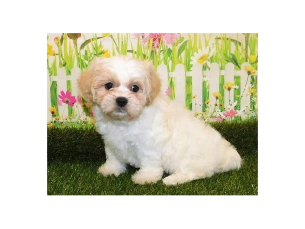 Teddy Bear-DOG-Male-Cream-20926-Petland Batavia, Illinois