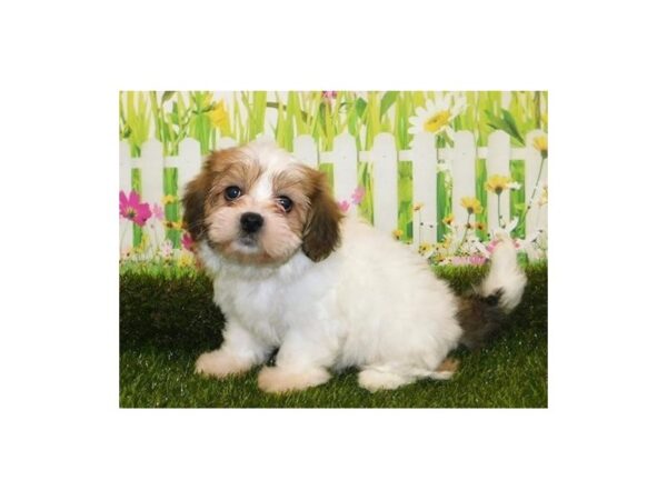Teddy Bear DOG Female White / Gold 20925 Petland Batavia, Illinois