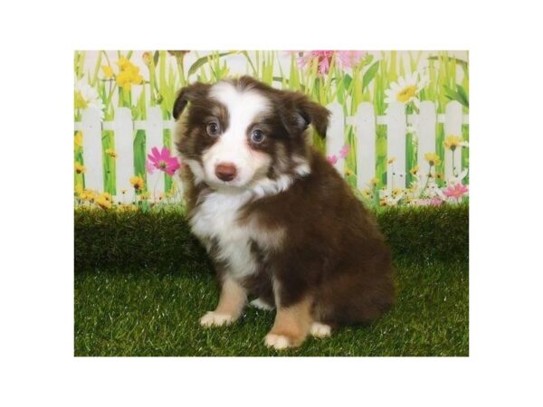 Miniature Australian Shepherd-DOG-Female-Red-20924-Petland Batavia, Illinois