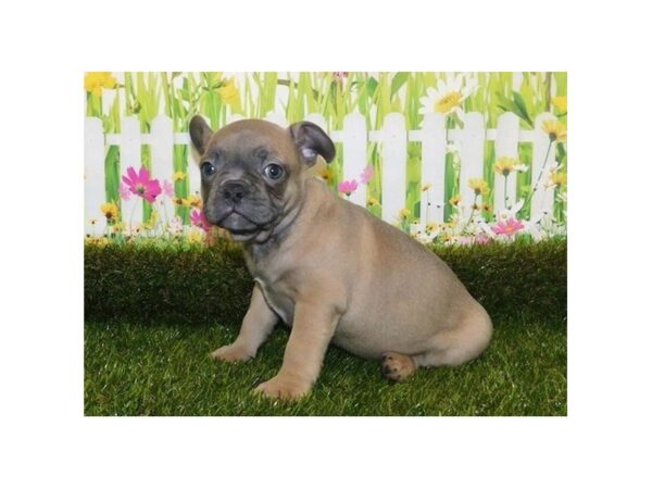 Frenchton DOG Male Blue Fawn 20927 Petland Batavia, Illinois