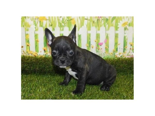 Frenchton DOG Female Black Brindle 12760 Petland Batavia, Illinois