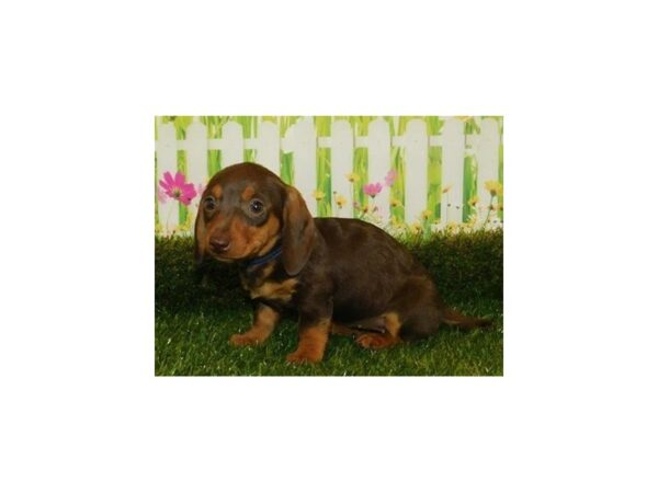 Dachshund-DOG-Female-Chocolate / Tan-12756-Petland Batavia, Illinois