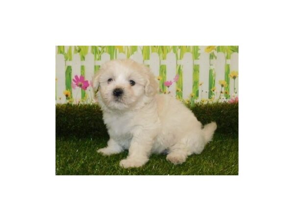 Teddy Bear-DOG-Male-Cream-12759-Petland Batavia, Illinois