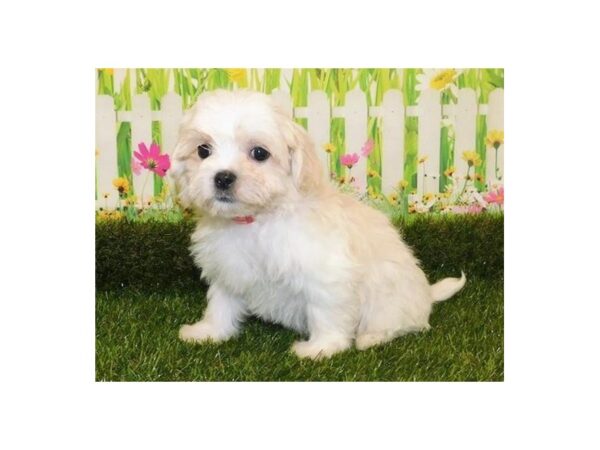 Mal Shi-DOG-Female-Cream-12761-Petland Batavia, Illinois