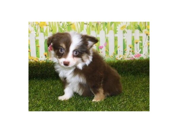 Miniature Australian Shepherd DOG Male Red 12758 Petland Batavia, Illinois