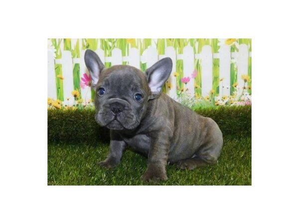French Bulldog DOG Male Blue Brindle 12757 Petland Batavia, Illinois