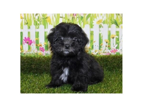 Malshi DOG Male Black 20655 Petland Batavia, Illinois