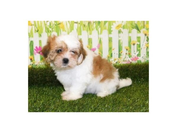 Teddy Bear-DOG-Female-White / Gold-20654-Petland Batavia, Illinois