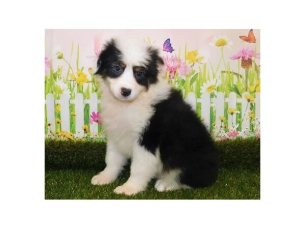 Australian Shepherd DOG Female Black 20651 Petland Batavia, Illinois