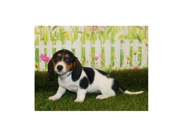 Black and tan piebald sales dachshund