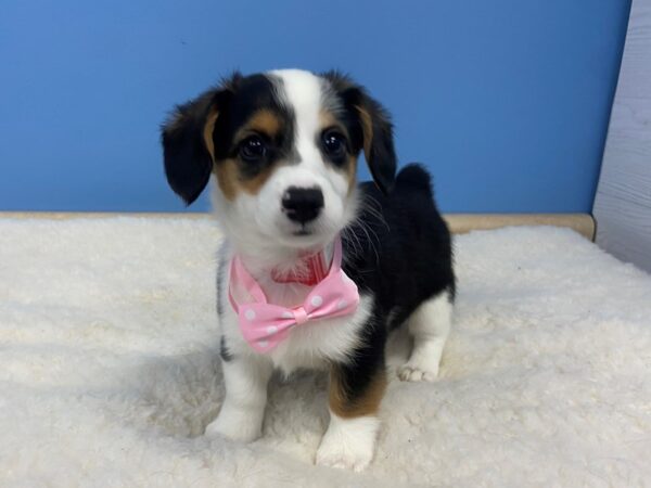 Dorgi DOG Female Black,White and Tan 12779 Petland Batavia, Illinois
