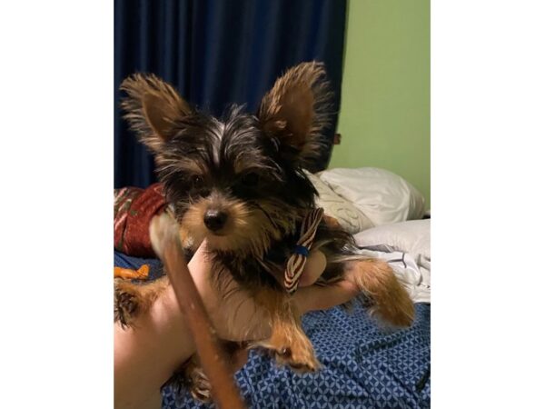 Yorkshire Terrier DOG Male Black / Tan 20837 Petland Batavia, Illinois