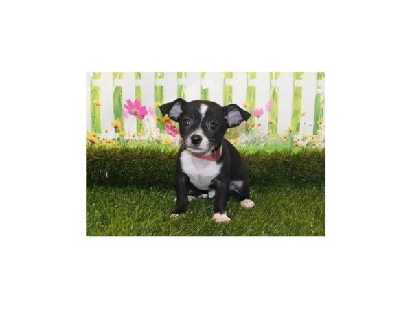 Chihuahua DOG Male Black 20941 Petland Batavia, Illinois
