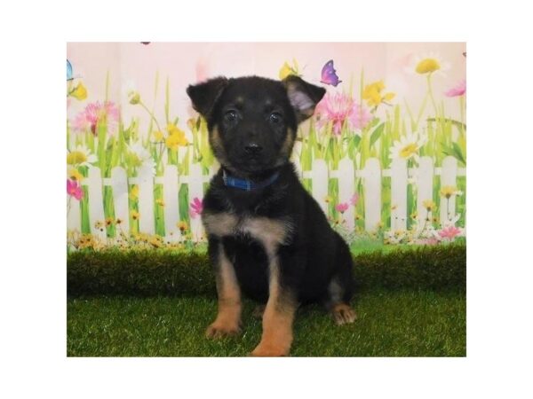 German Shepherd Dog DOG Male Black / Tan 20945 Petland Batavia, Illinois