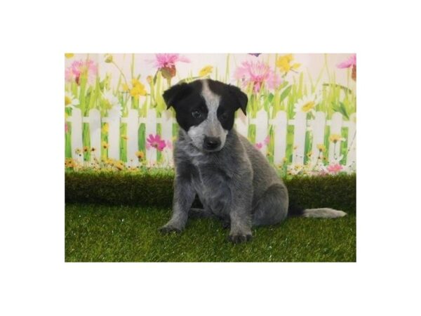 Heeler-DOG-Male-Blue Merle-20944-Petland Batavia, Illinois