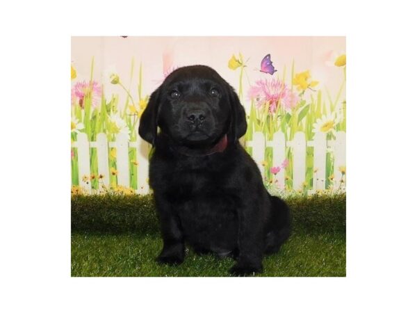 Labrador Retriever DOG Male Black 20943 Petland Batavia, Illinois