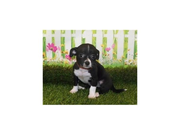 Chihuahua-DOG-Female-Black-20671-Petland Batavia, Illinois