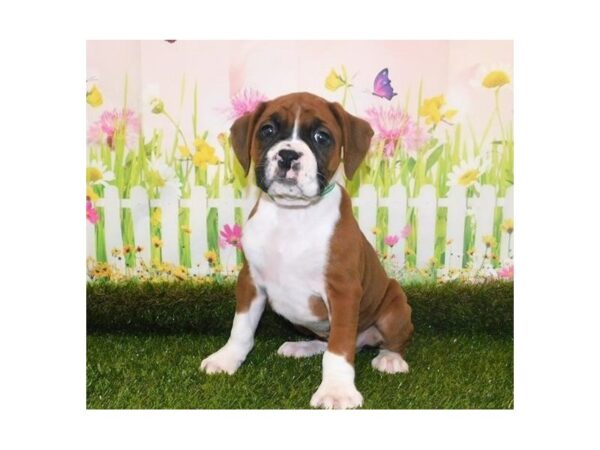 Boxer DOG Male Fawn 20670 Petland Batavia, Illinois