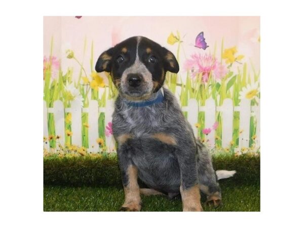 Heeler-DOG-Male-White / Blue Merle-20672-Petland Batavia, Illinois