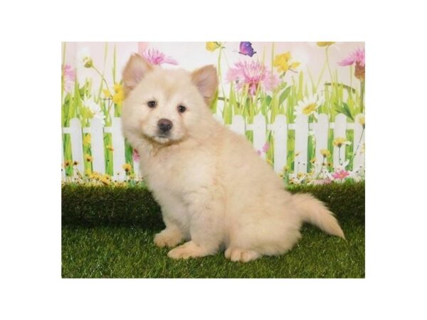 Chowsky DOG Female Cream 12771 Petland Batavia, Illinois