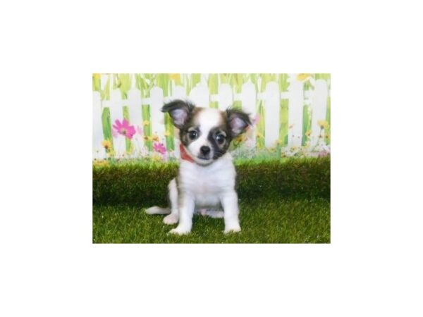 Chihuahua-DOG-Male-Sable / White-12766-Petland Batavia, Illinois