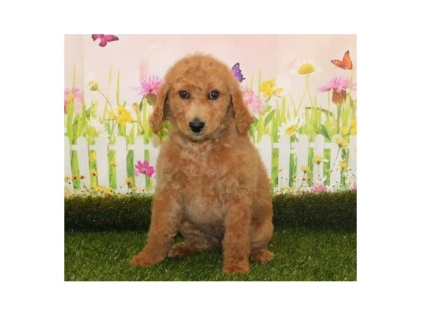 Goldendoodle 2nd Gen DOG Female Golden 12769 Petland Batavia, Illinois