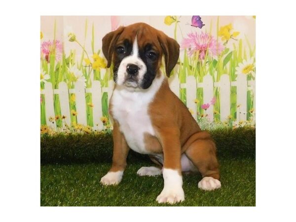 Boxer DOG Male Fawn 12765 Petland Batavia, Illinois