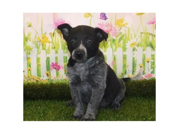 Heeler-DOG-Male-Blue Merle-12768-Petland Batavia, Illinois