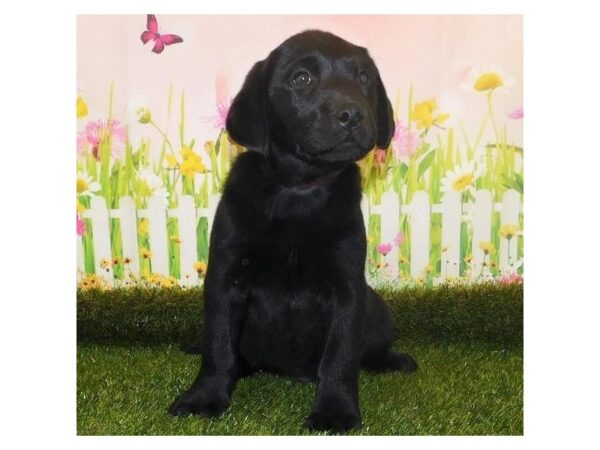 Labrador Retriever DOG Male Black 12767 Petland Batavia, Illinois