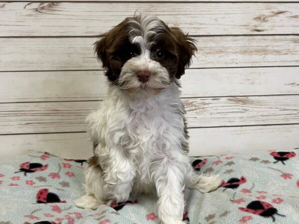 Hava Poo DOG Male Chocolate and White 20935 Petland Batavia, Illinois