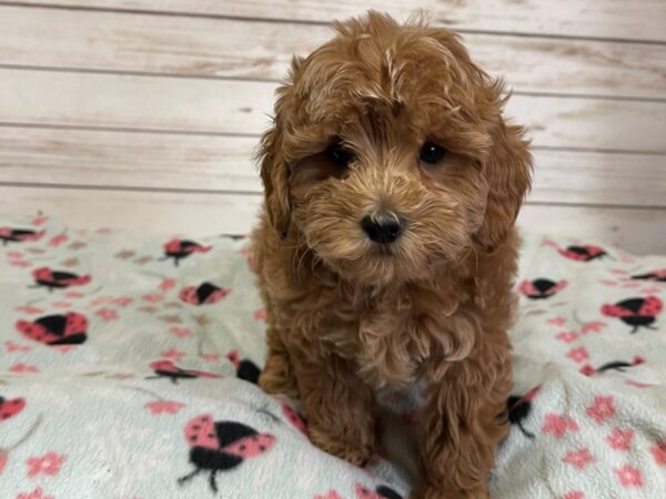 Goldendoodle Mini 2nd Gen-DOG-Female-Apricot-20934-Petland Batavia, Illinois