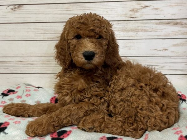 Goldendoodle 2nd Generation-DOG-Female-Red-20940-Petland Batavia, Illinois