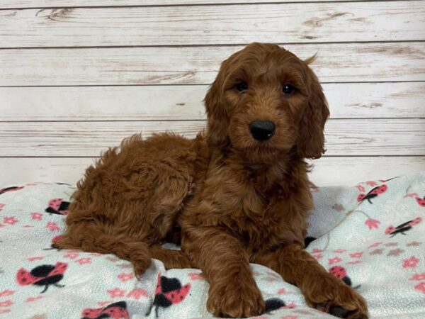 Goldendoodle 2nd Generation-DOG-Female-Red-20939-Petland Batavia, Illinois