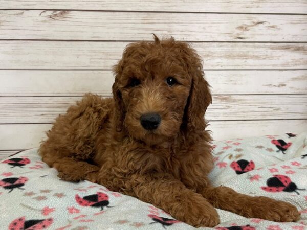 Goldendoodle 2nd Generation-DOG-Female-Red-20938-Petland Batavia, Illinois