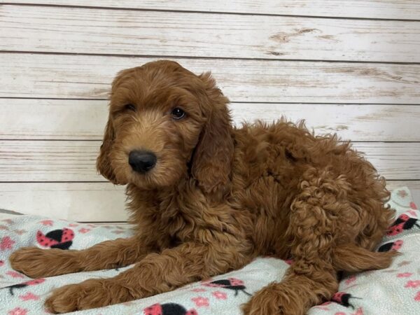 Goldendoodle 2nd Generation-DOG-Male-Red-20937-Petland Batavia, Illinois