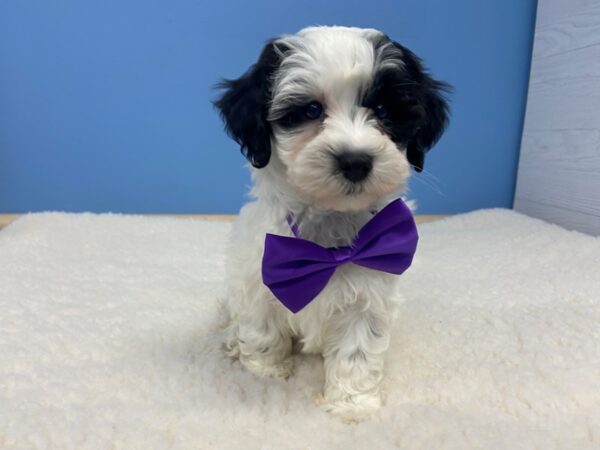 Hava Poo DOG Male Black and White 20661 Petland Batavia, Illinois