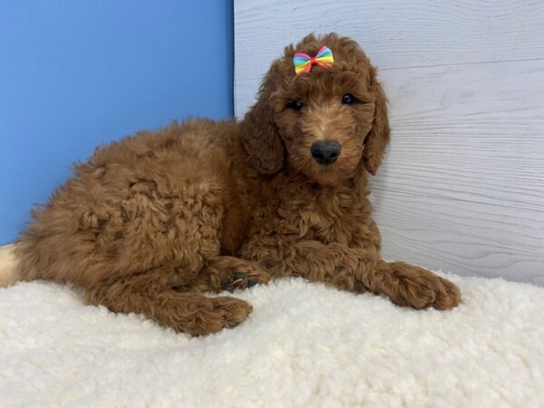 Goldendoodle 2nd Generation-DOG-Female-Red-20664-Petland Batavia, Illinois