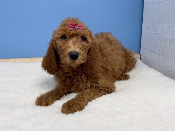 Goldendoodle 2nd Generation-DOG-Female-Red-20665-Petland Batavia, Illinois