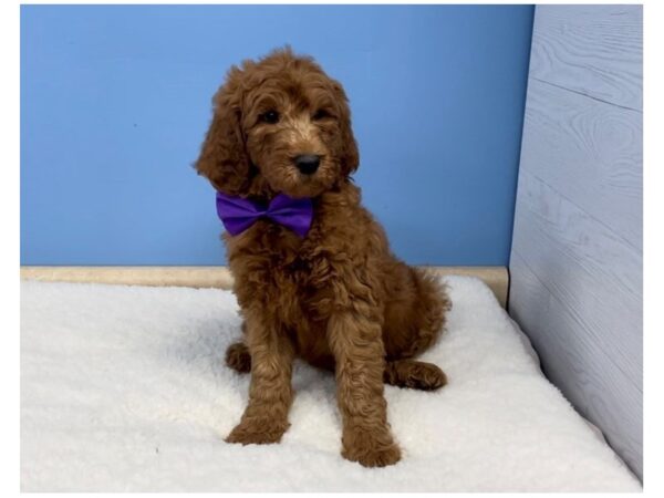 Goldendoodle 2nd Generation-DOG-Male-Red-20666-Petland Batavia, Illinois