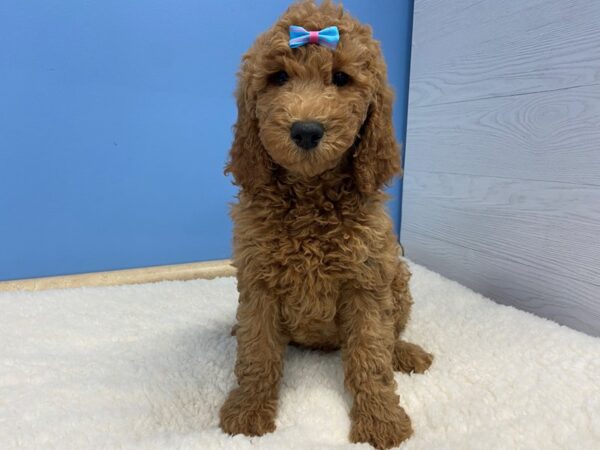 Goldendoodle 2nd Generation DOG Female Red 12774 Petland Batavia, Illinois