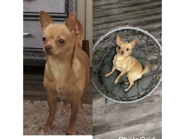 Chihuahua DOG Male Fawn 19834 Petland Batavia, Illinois