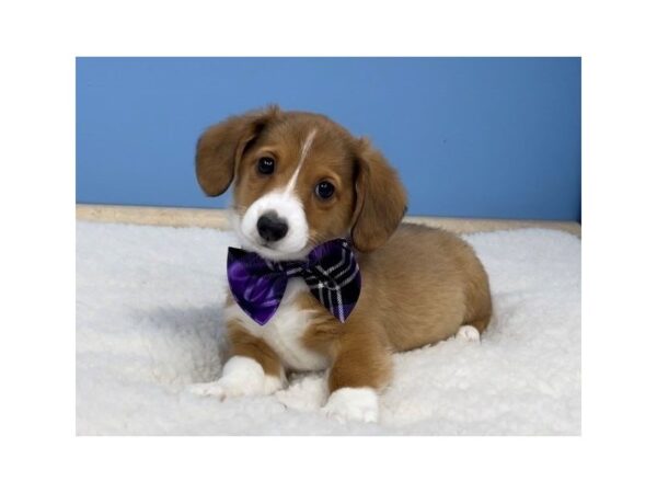 Dorgi-DOG-Male-Chocolate, White and Tan-12780-Petland Batavia, Illinois